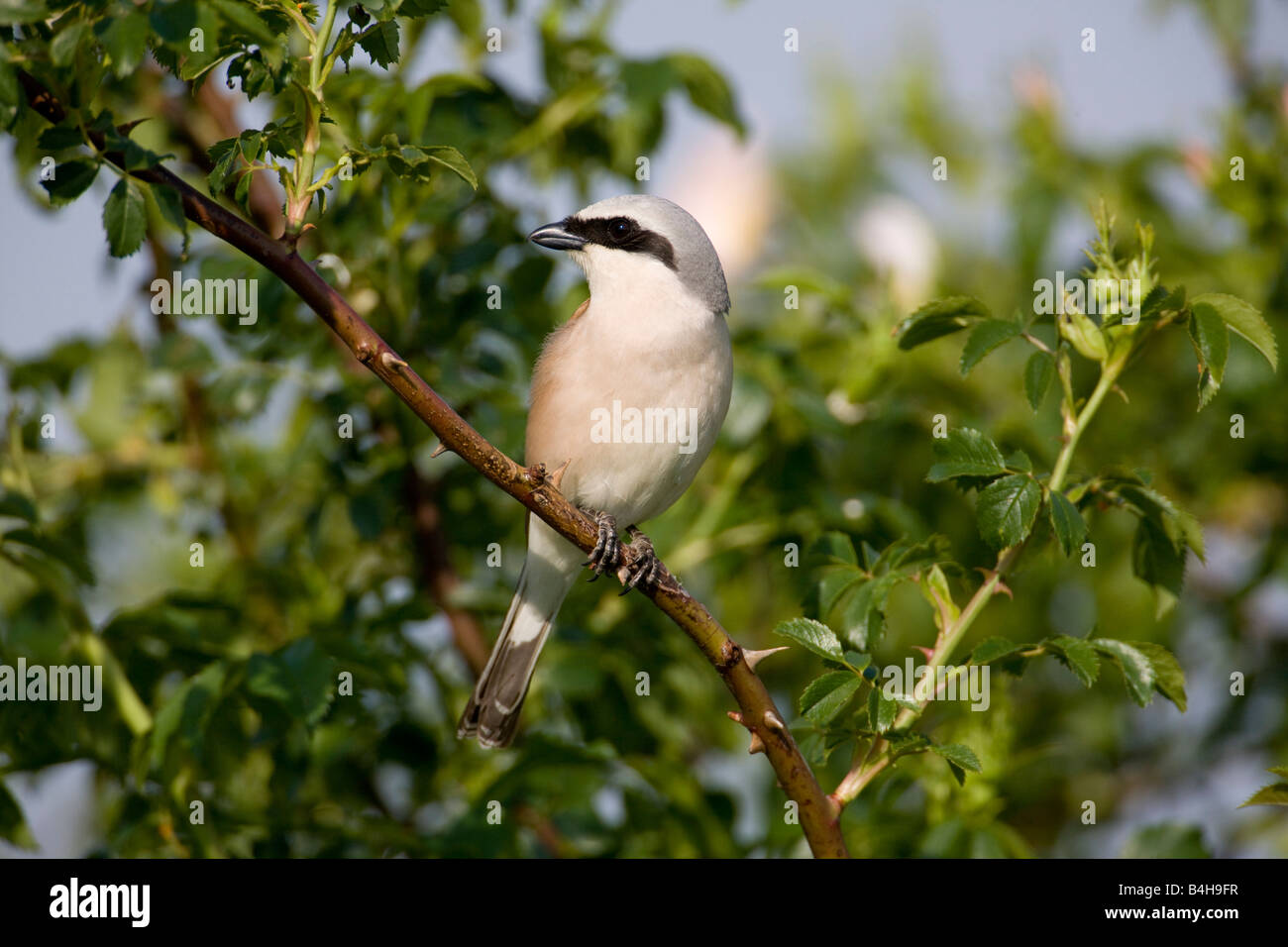 Close-up di Red-backed Shrike (Lanius collurio) appollaiate sul ramo Foto Stock