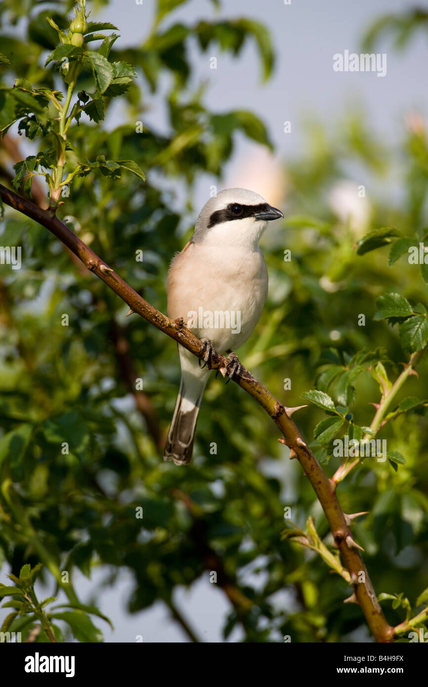 Close-up di Red-backed Shrike (Lanius collurio) appollaiate sul ramo Foto Stock