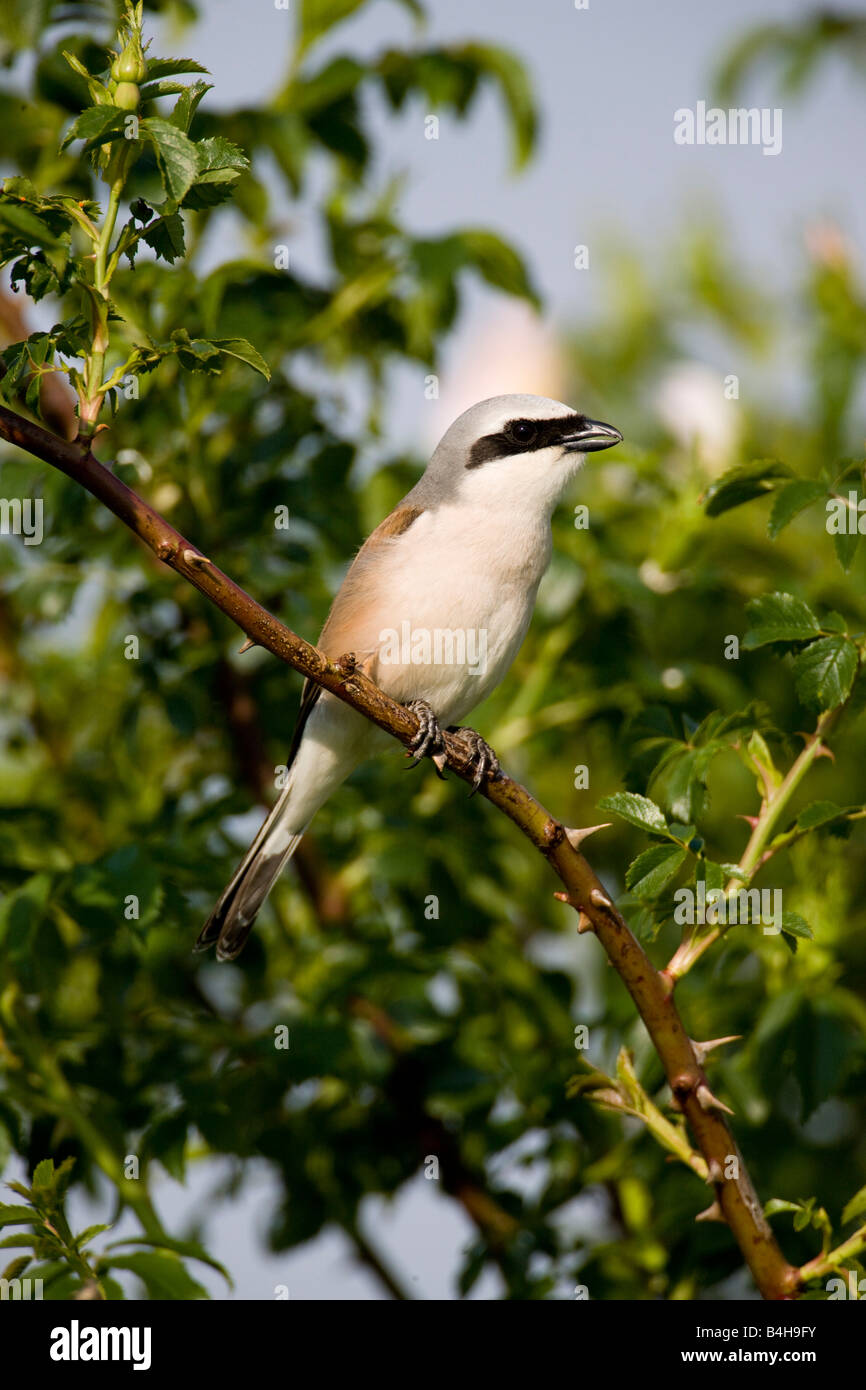 Close-up di Red-backed Shrike (Lanius collurio) appollaiate sul ramo Foto Stock