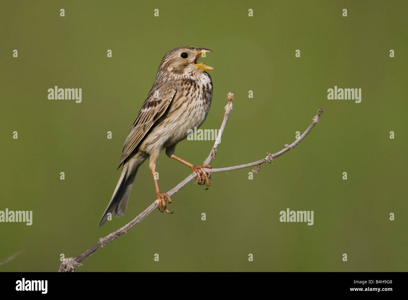 Close-up di uccello appollaiate sul ramo, Austria Foto Stock