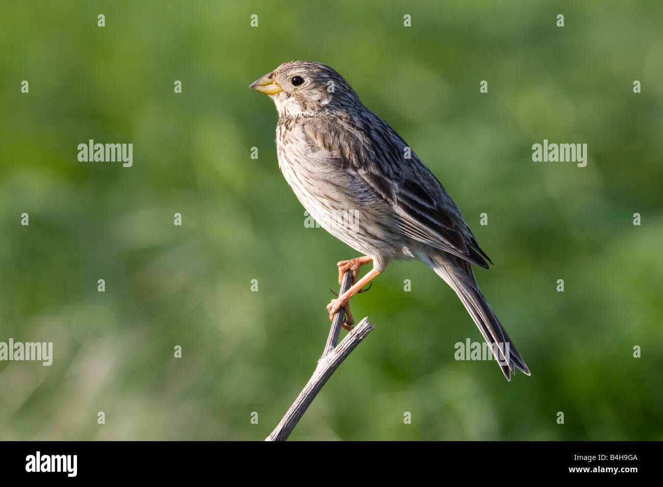 Close-up di uccello appollaiate sul ramo, Austria Foto Stock