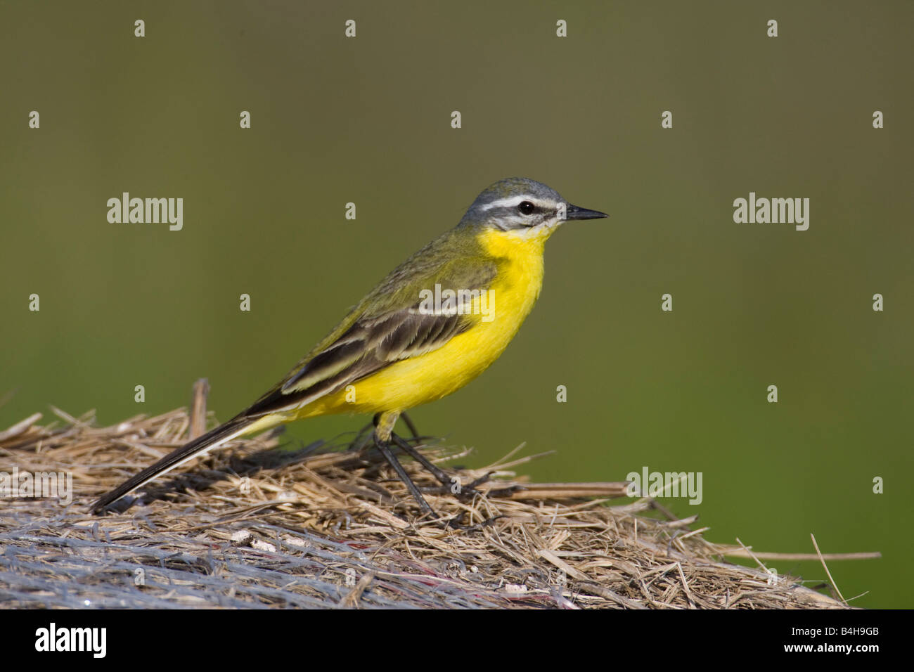Close-up di Wagtail giallo (Motacilla flava) sulla paglia Foto Stock