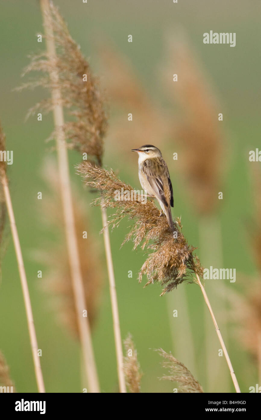 Close-up di falasco trillo (Acrocephalus schoenobaenus) appollaiate su reed Foto Stock
