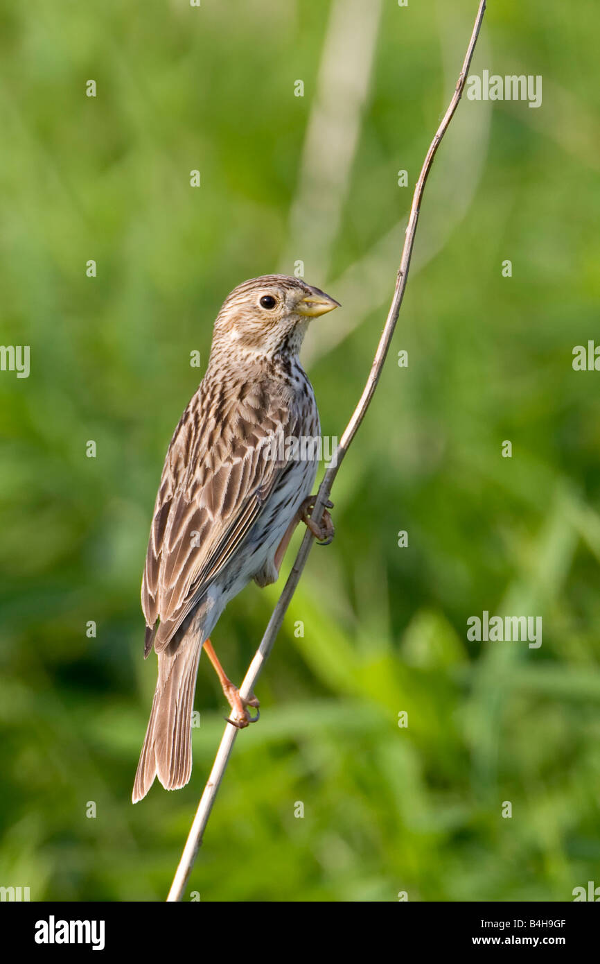 Close-up di uccello si appollaia su ramoscello, Austria Foto Stock