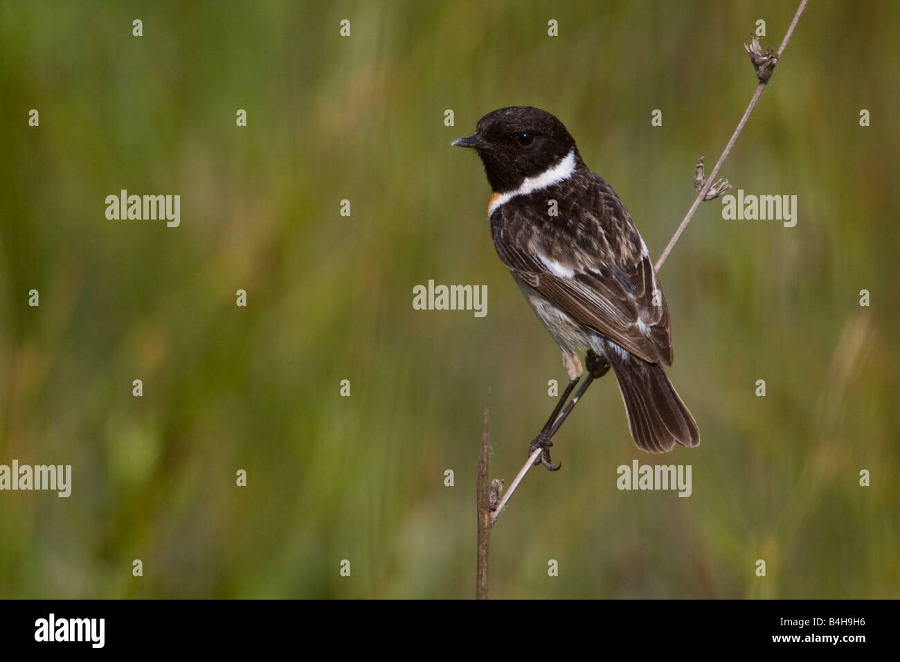 Close-up di Stonechat africana (Saxicola torquatus) appollaiate su ramoscello Foto Stock