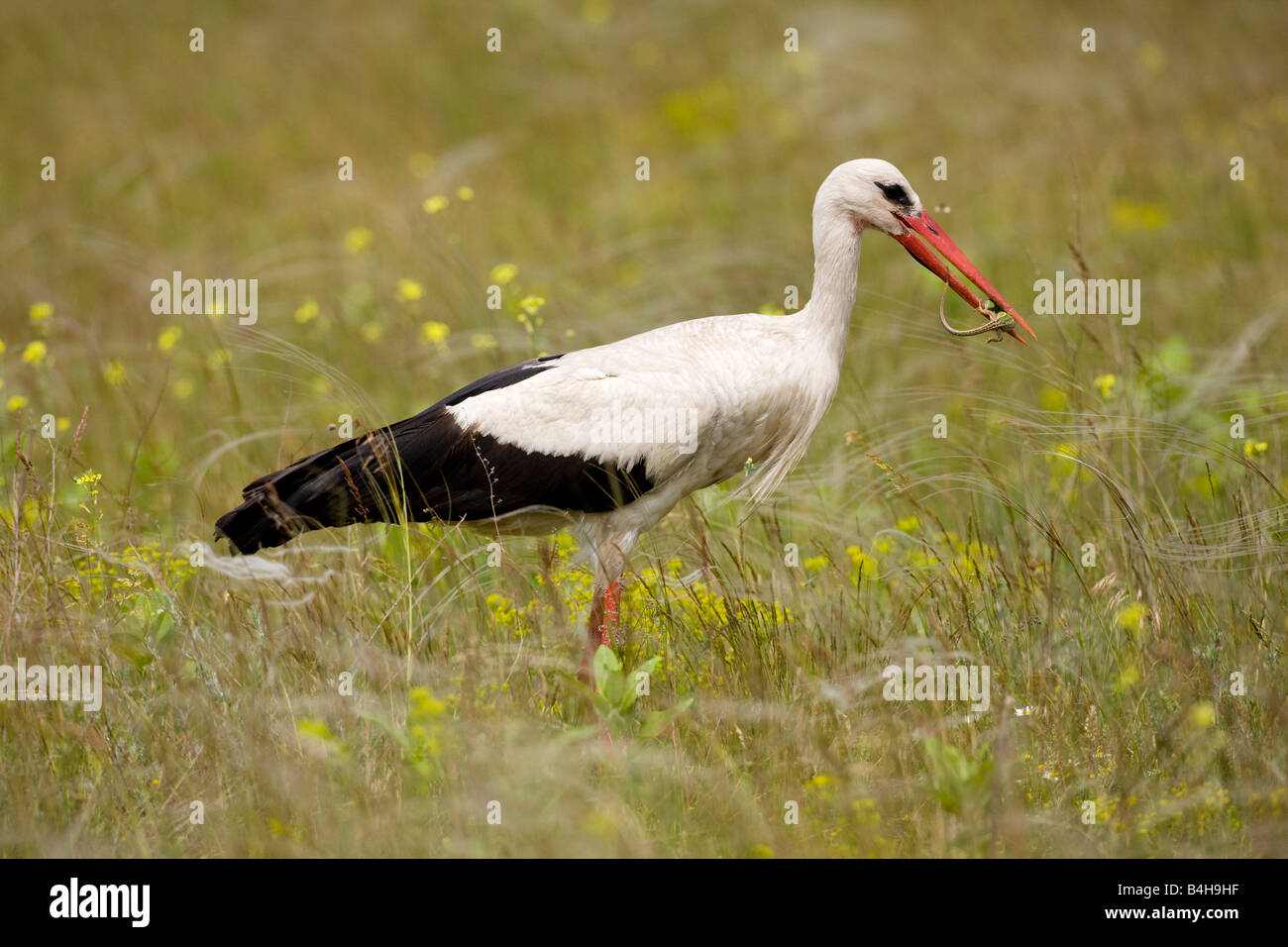 Close-up di cicogna bianca (Ciconia ciconia) con la preda nel becco, Ungheria Foto Stock