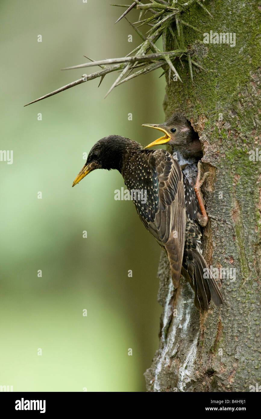 Close-up di unione Starling (Sturnus vulgaris) alimentazione i più piccoli sul foro albero Foto Stock