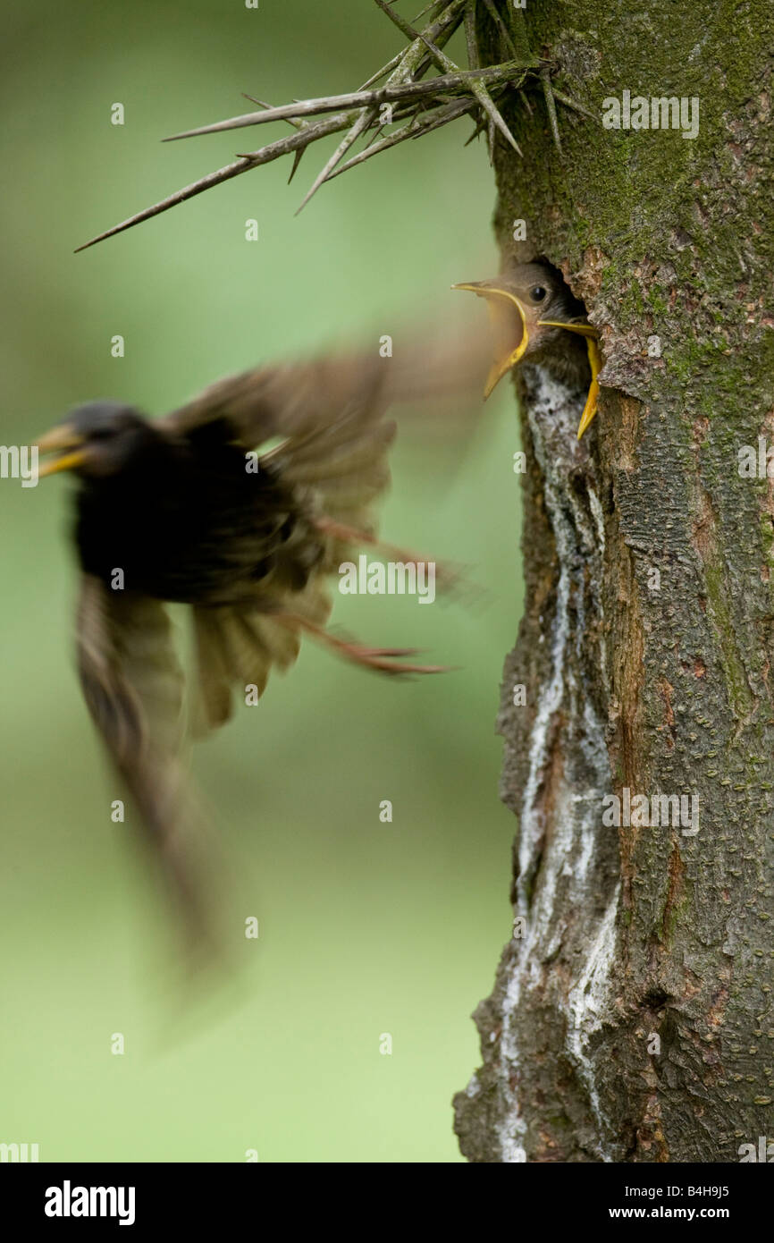Close-up di baby European Starling (Sturnus vulgaris) peeking fuori del foro albero a sua madre uccello Foto Stock