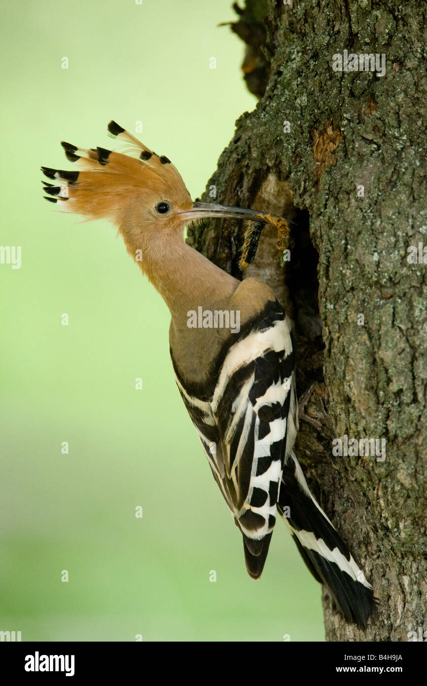 Close-up di Upupa (Upupa epops) appollaiate sul tronco di albero Foto Stock