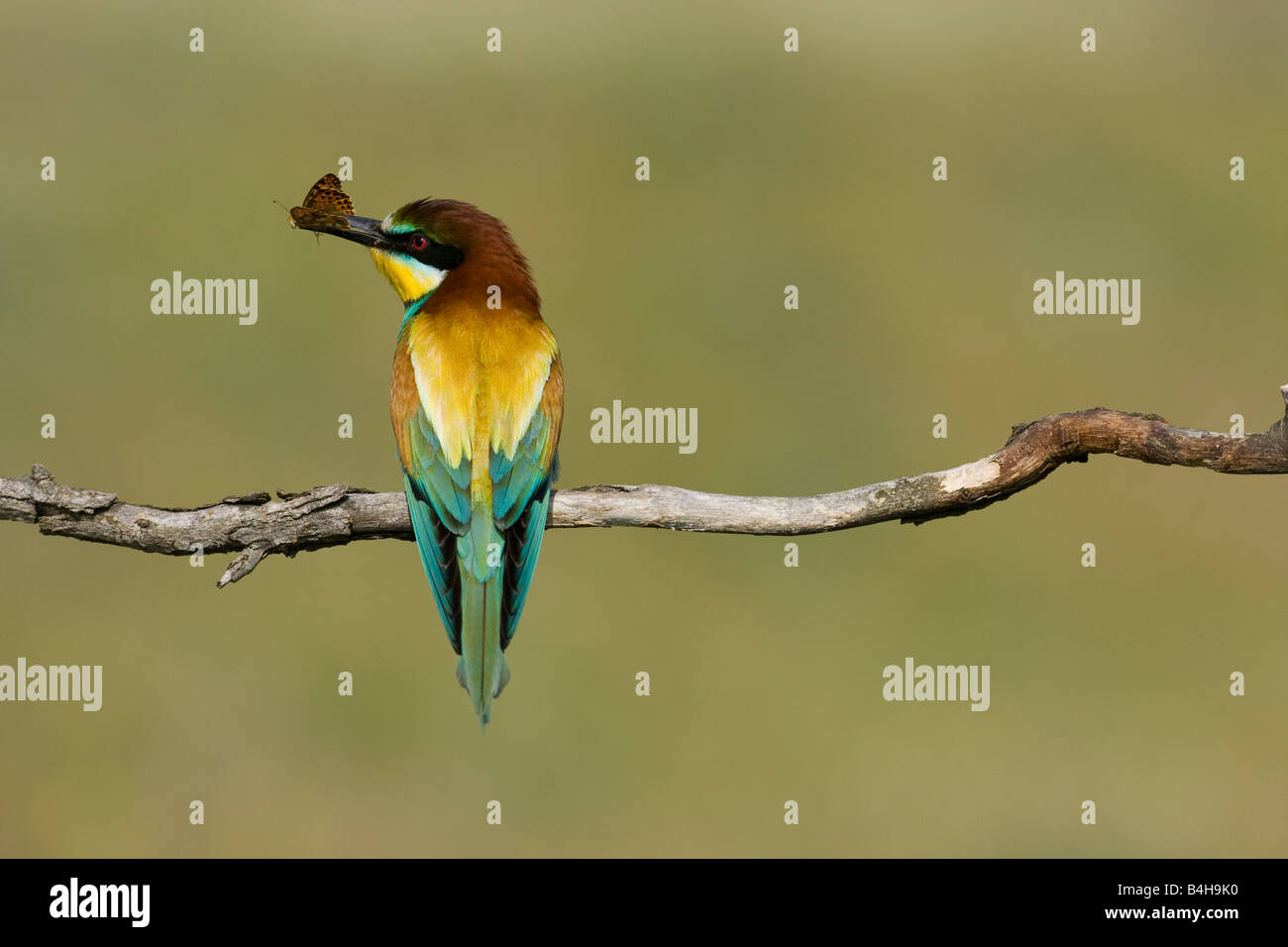 Close-up di unione Gruccione (Merops apiaster) appollaiate sul ramo con la preda nel becco, Ungheria Foto Stock