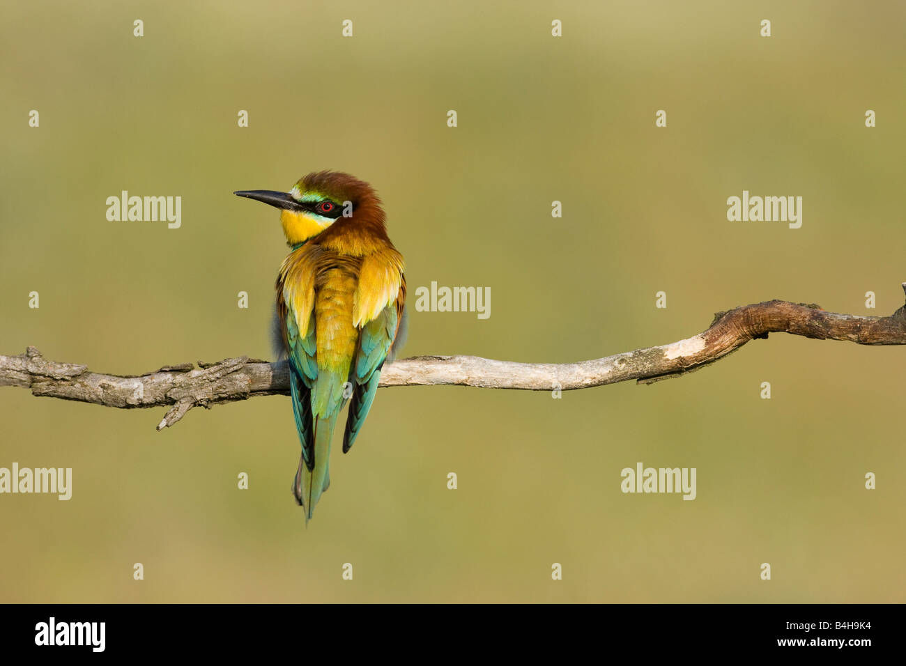 Close-up di unione Gruccione (Merops apiaster) appollaiate sul ramo, Ungheria Foto Stock