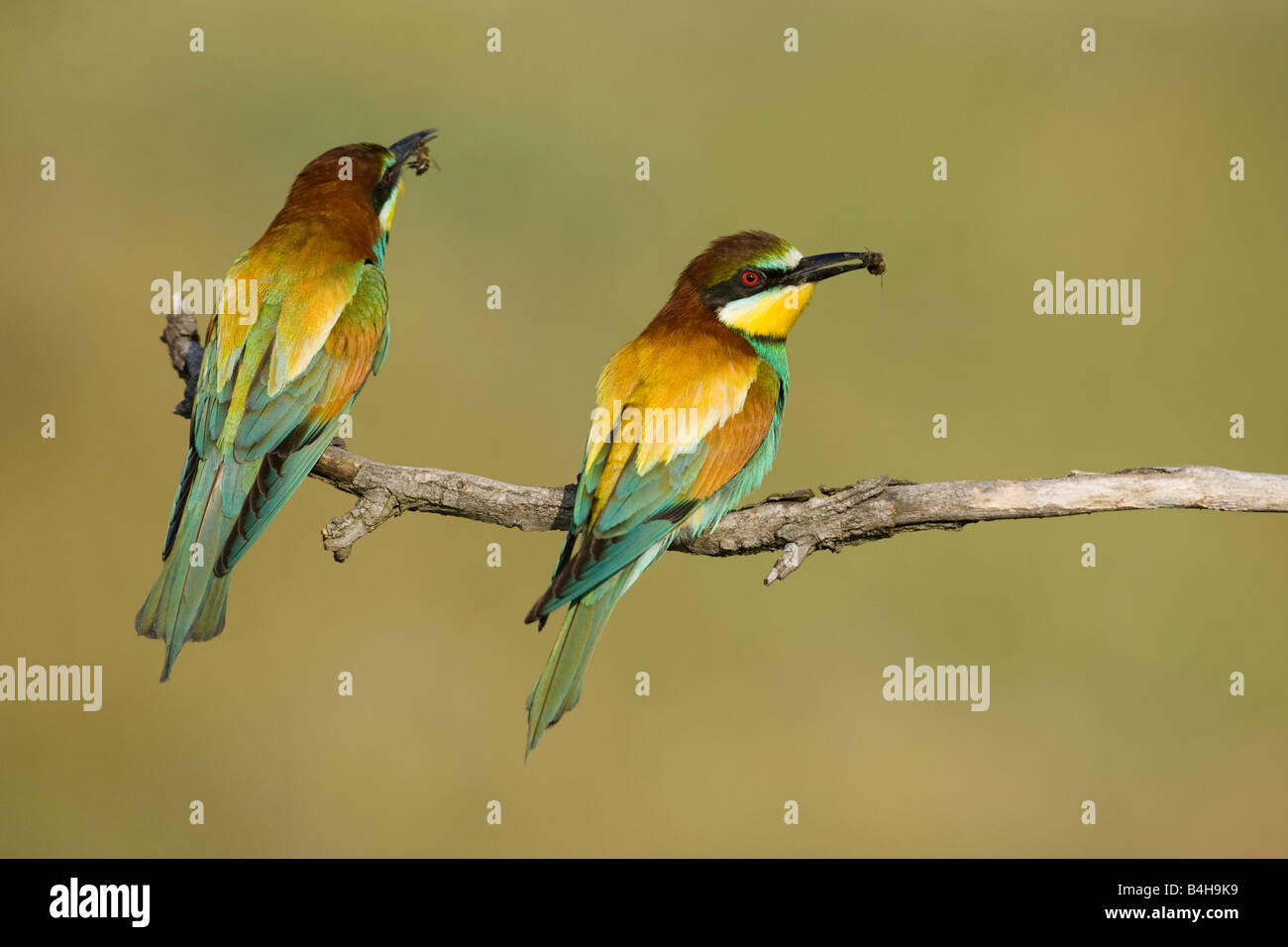 Close-up di due comunità i gruccioni (Merops apiaster) appollaiate sul ramo con la preda nel becco, Ungheria Foto Stock