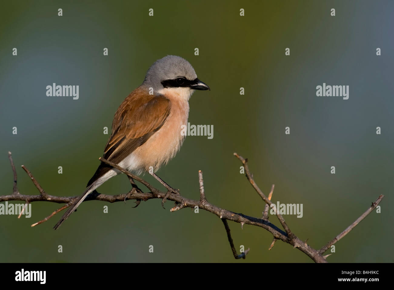 Close-up di Red-backed Shrike (Lanius collurio) appollaiate sul ramo Foto Stock