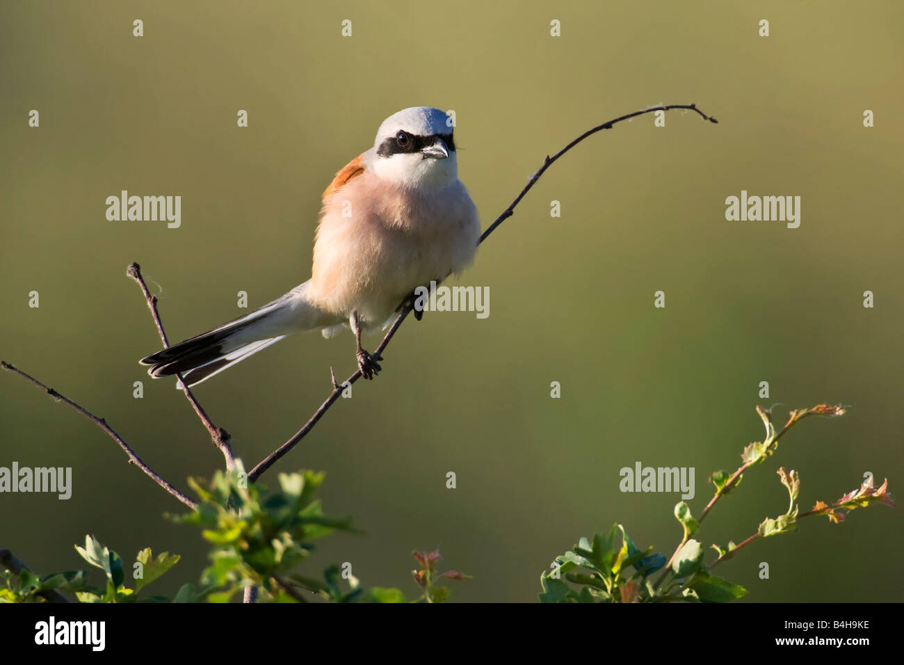 Close-up di Red-backed Shrike (Lanius collurio) appollaiate sul ramo Foto Stock