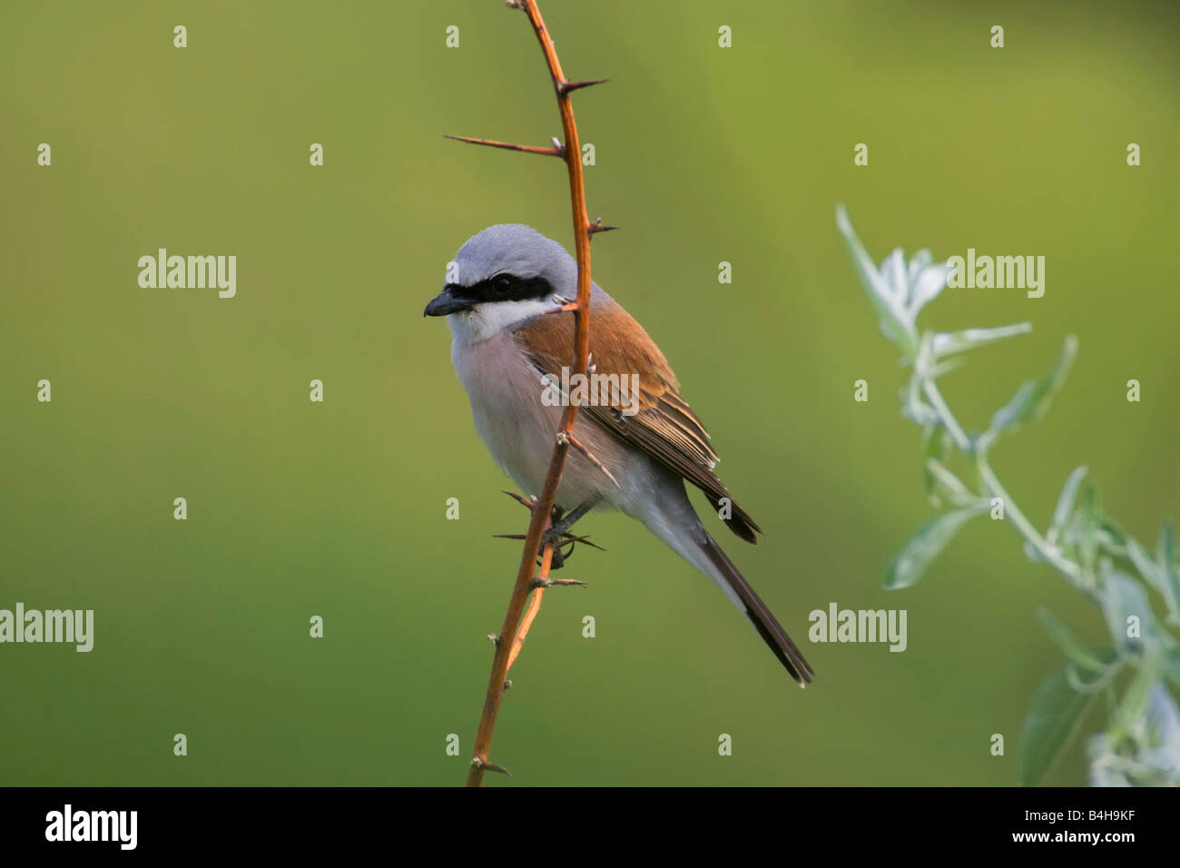 Close-up di Red-backed Shrike (Lanius collurio) appollaiate sul ramo Foto Stock