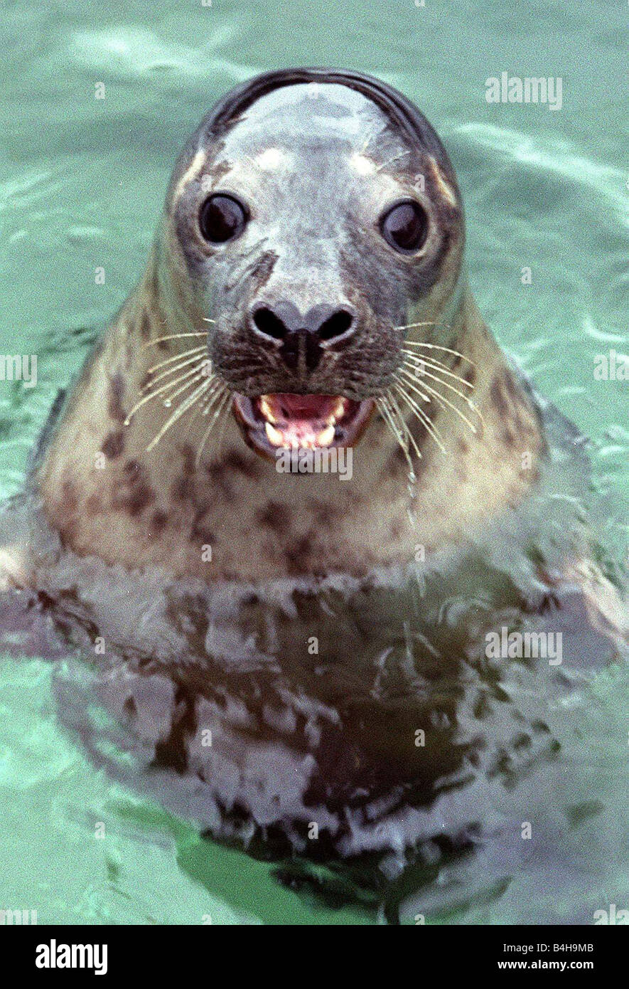 Una guarnizione di tenuta in acqua News Letter Pubblicità Marzo 2000 Foto Stock