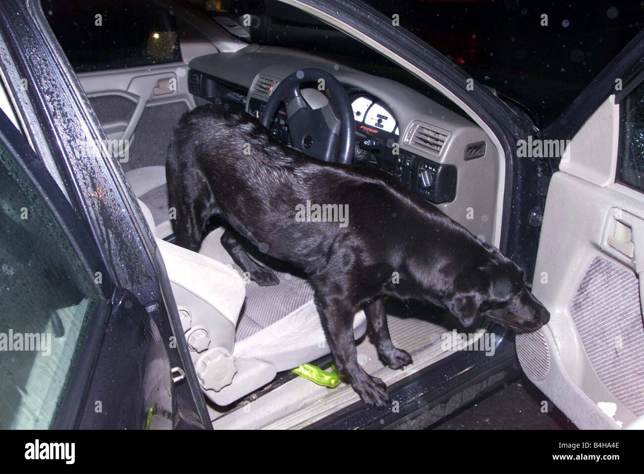 La droga raid in Portrush Irlanda del Nord Ottobre 2002 cani poliziotto controllare un auto al di fuori del razziato piatta in Portrush Foto Stock