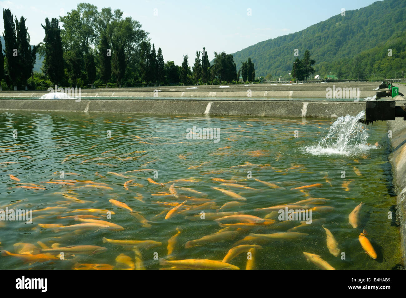 Allevamento di trote Foto Stock