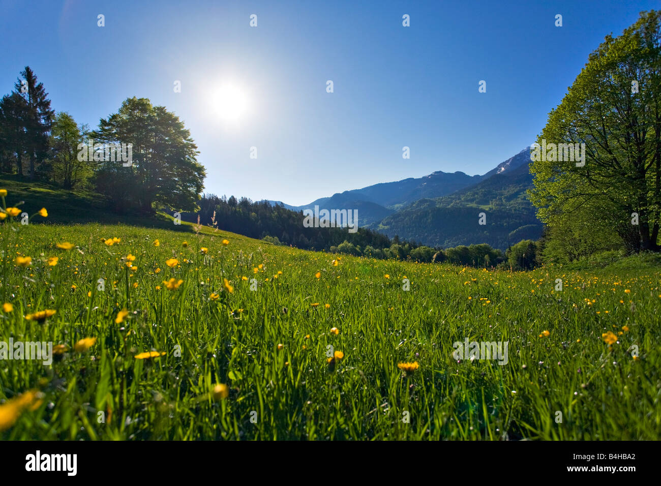 Fiori che sbocciano nel campo, Watzmann, Steinernes Meer, sulle Alpi di Berchtesgaden, Baviera, Germania Foto Stock