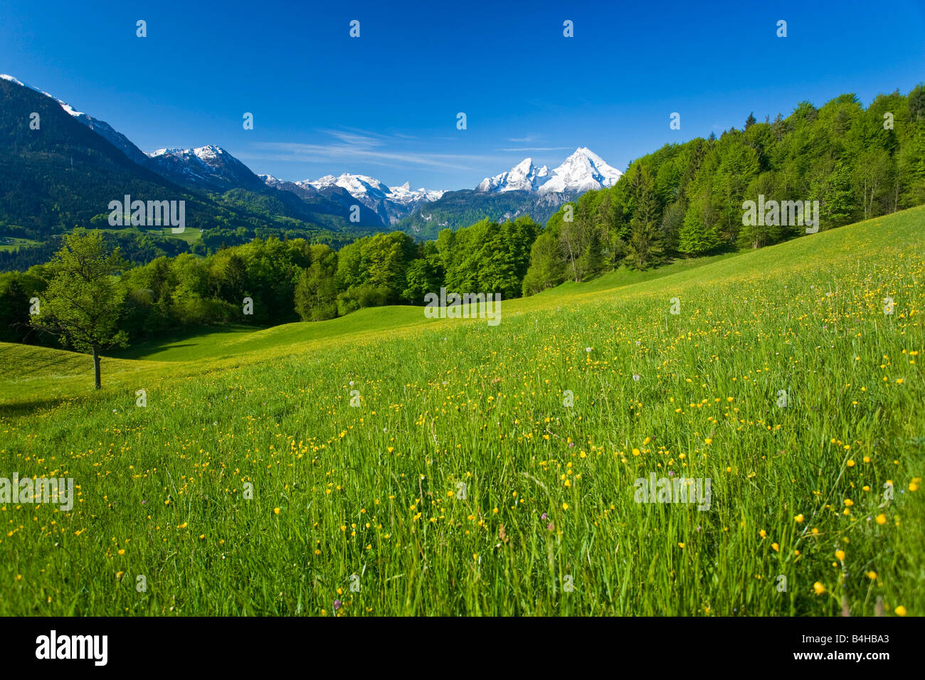 Alberi in campo, Watzmann, Steinernes Meer, sulle Alpi di Berchtesgaden, Baviera, Germania Foto Stock