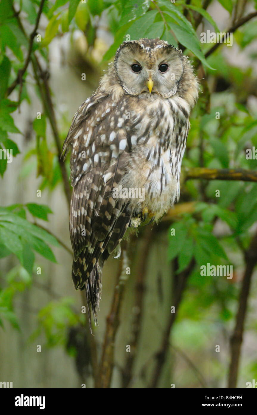 Close-up di gufo appollaiate sul ramo Foto Stock