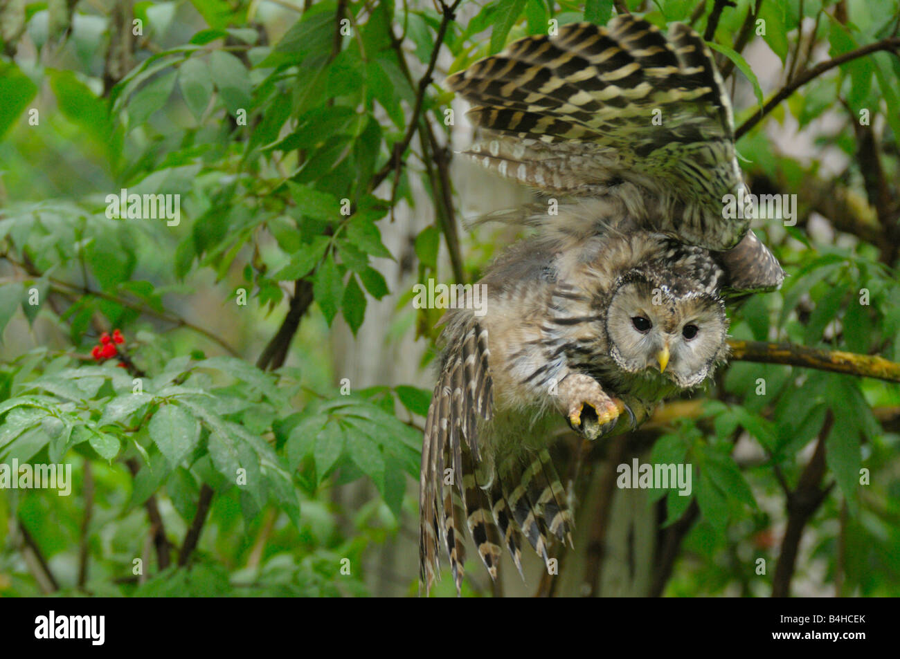 Close-up di gufo sbattimenti ali sul ramo Foto Stock