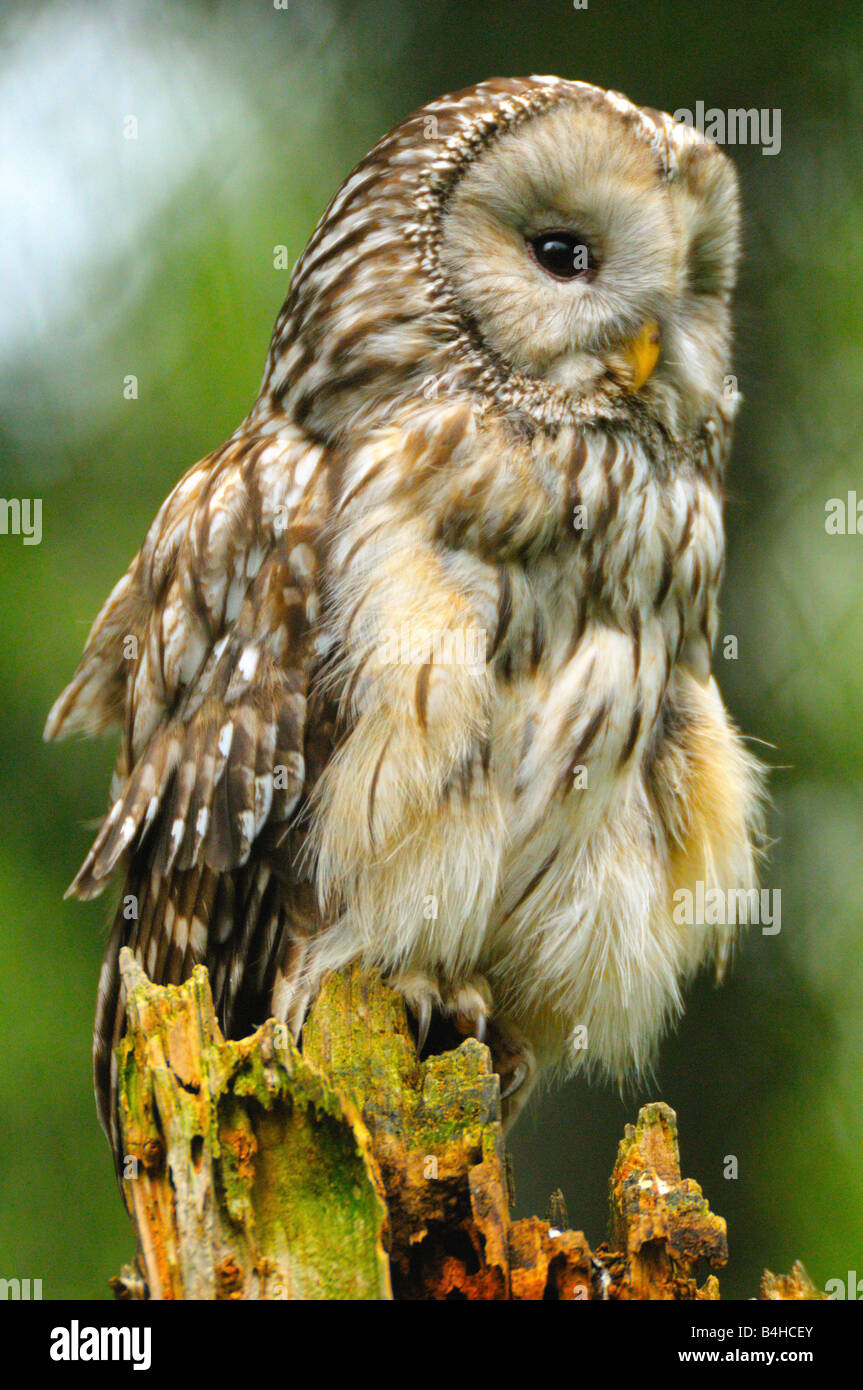 Close-up di gufo appollaiate sul ceppo di albero Foto Stock