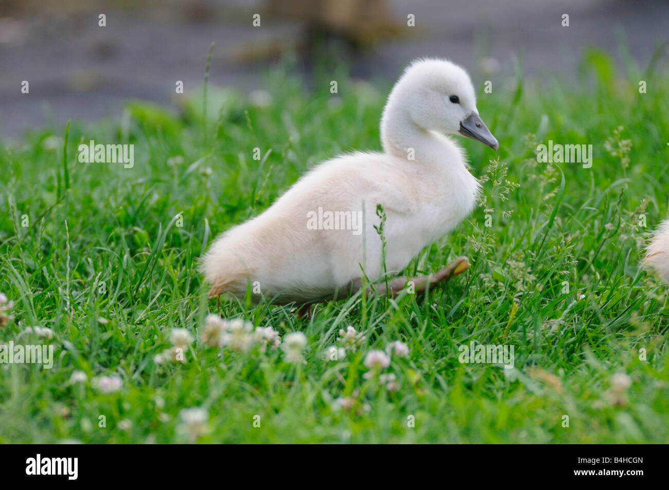Close-up del Cigno (Cygnus olor) cygnet in erba Foto Stock