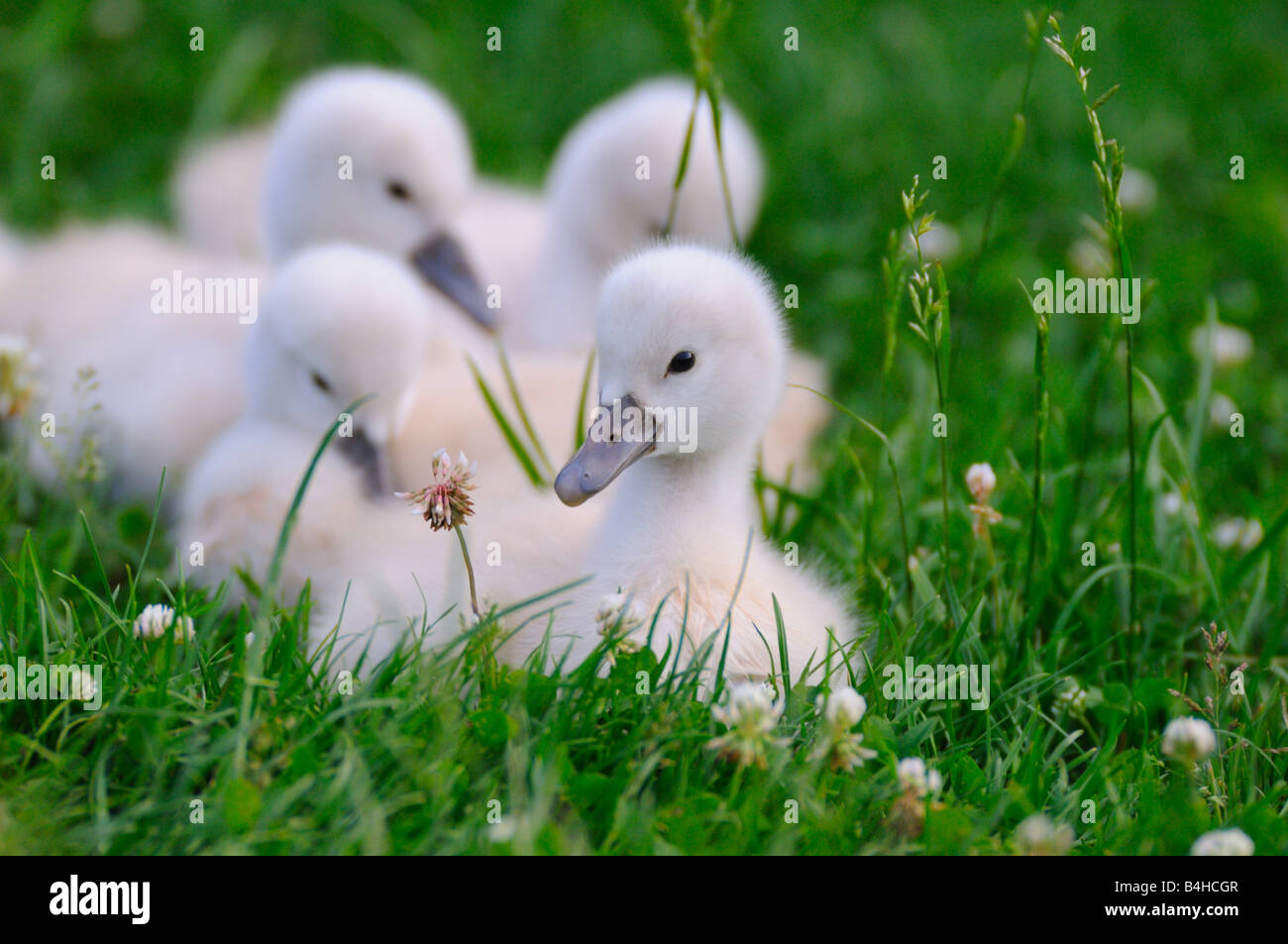 Close-up del Cigno (Cygnus olor) cygnets in erba Foto Stock
