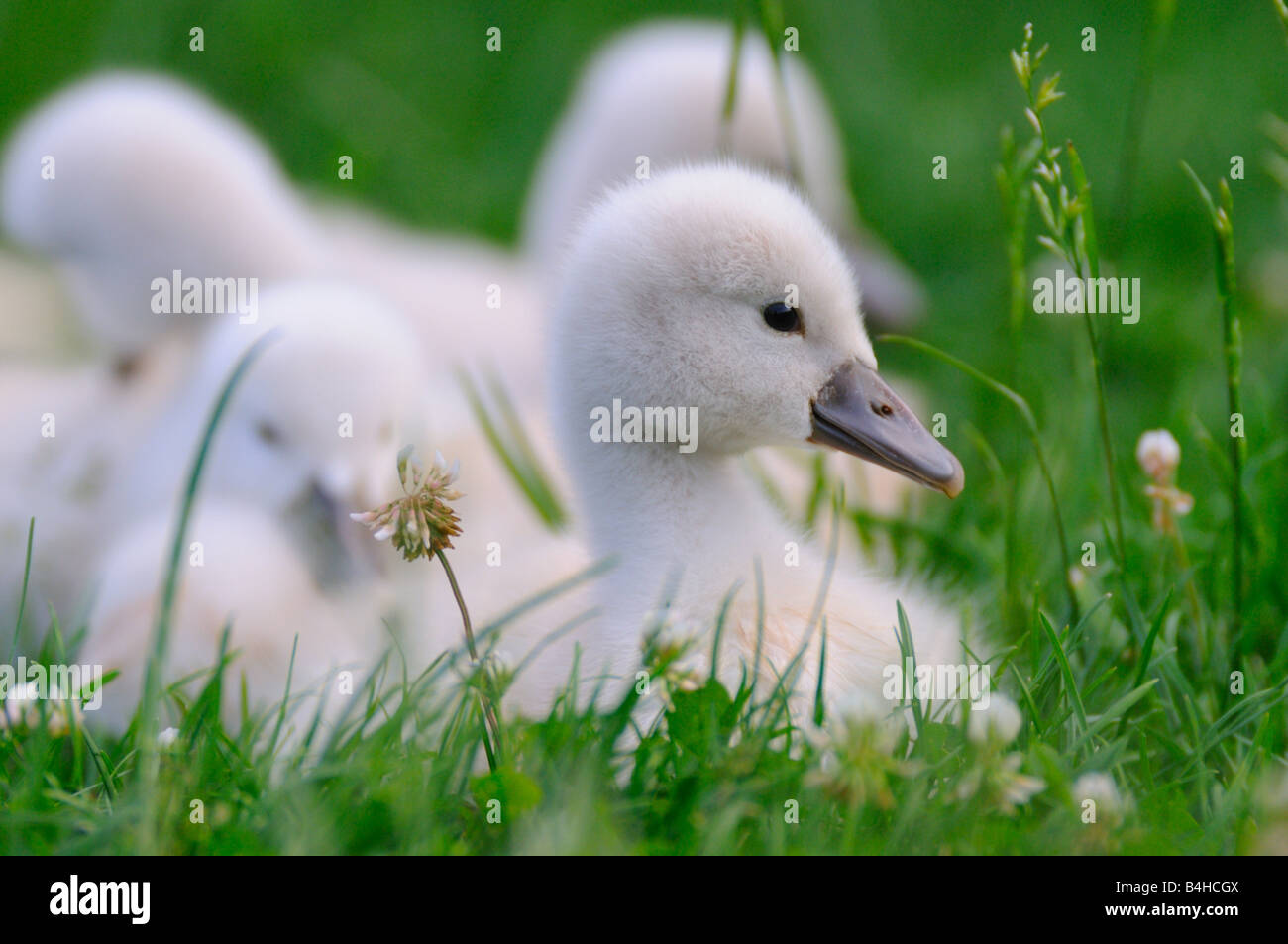 Close-up del Cigno (Cygnus olor) cygnets in erba Foto Stock