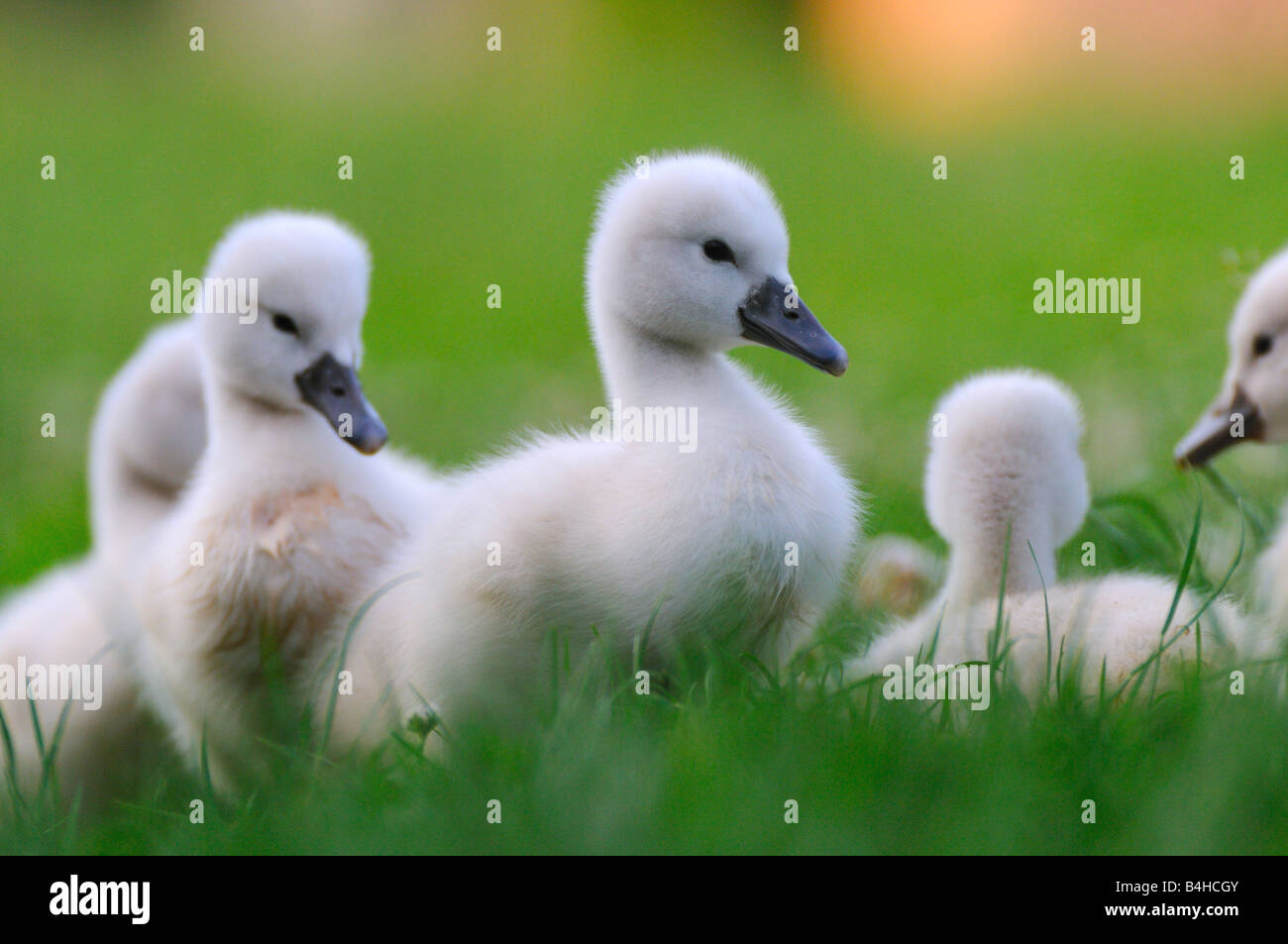 Close-up del Cigno (Cygnus olor) cygnets in erba Foto Stock