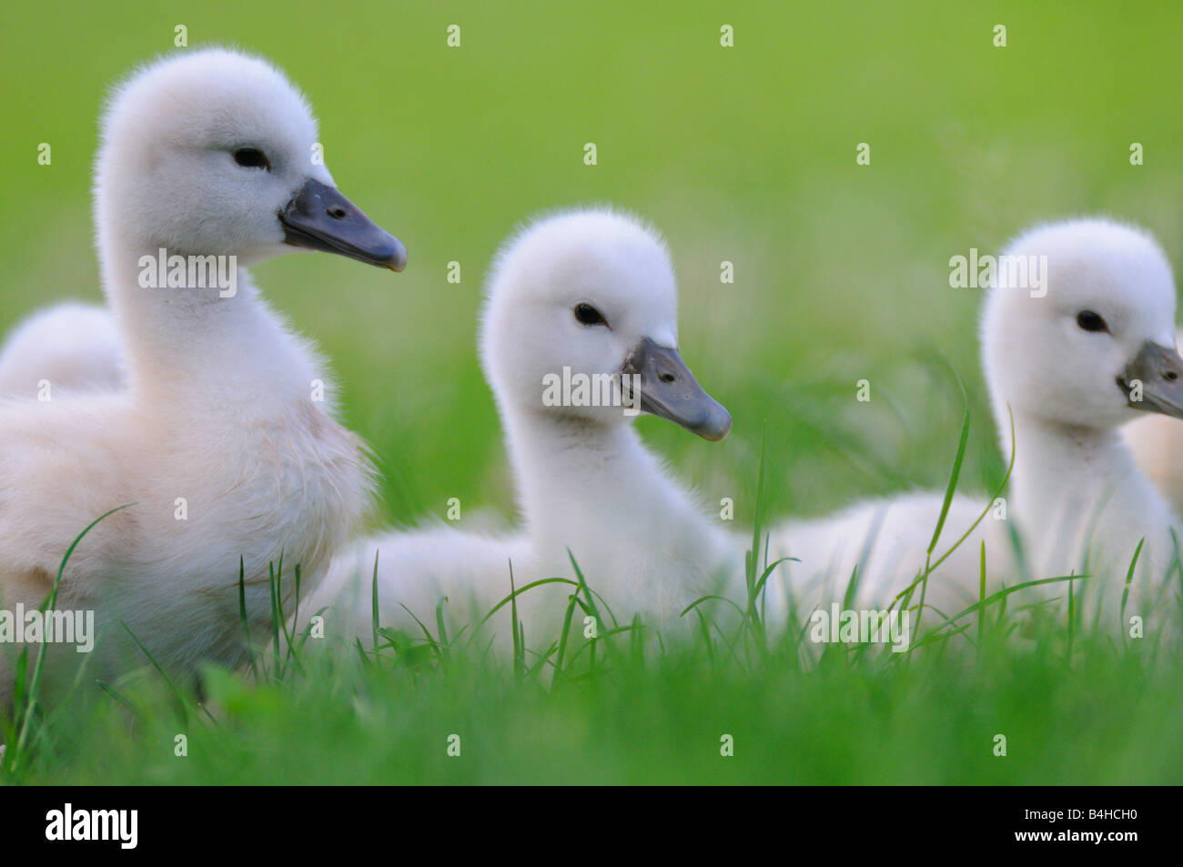 Close-up del Cigno (Cygnus olor) cygnets in erba Foto Stock