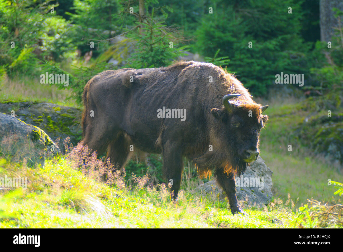 Il bisonte europeo (Bison bonasus) passeggiate in foresta, Foresta Bavarese, Baviera, Germania Foto Stock