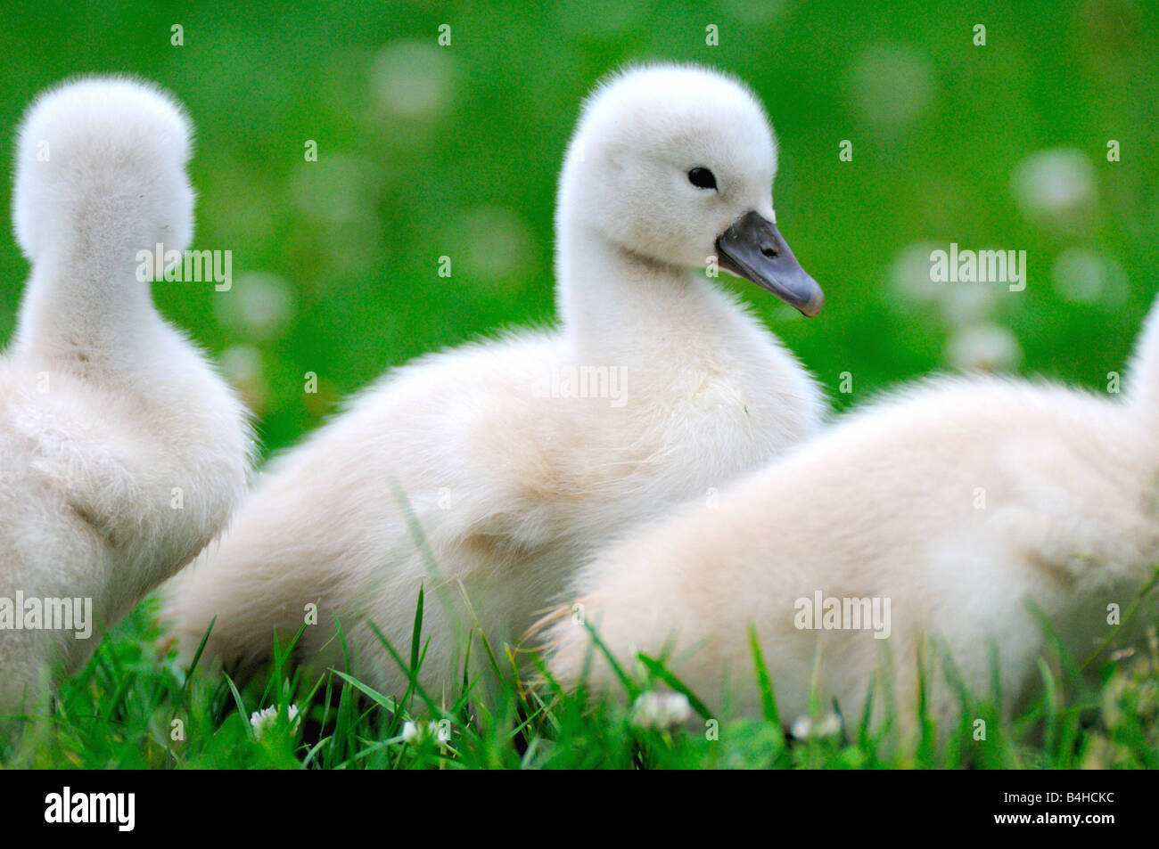 Close-up del Cigno (Cygnus olor) cygnets Foto Stock