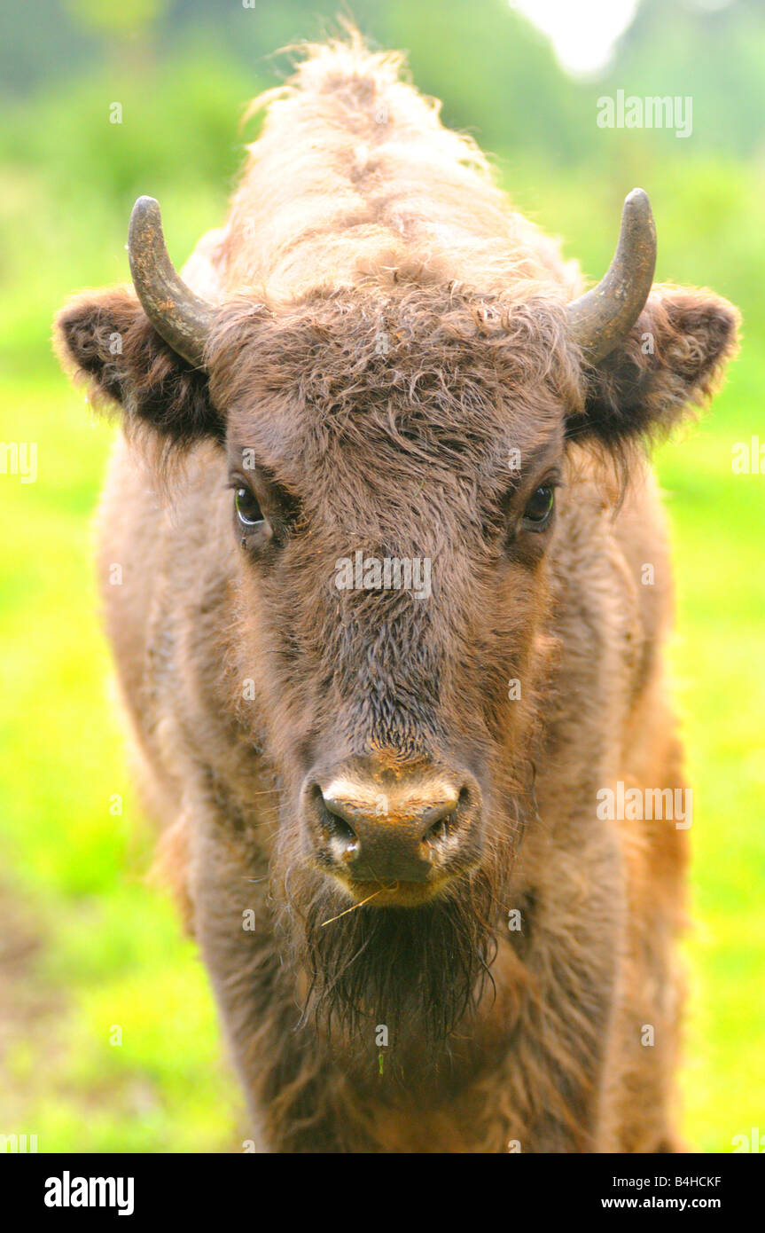 Close-up di bisonte europeo (Bison bonasus), Foresta Bavarese, Baviera, Germania Foto Stock