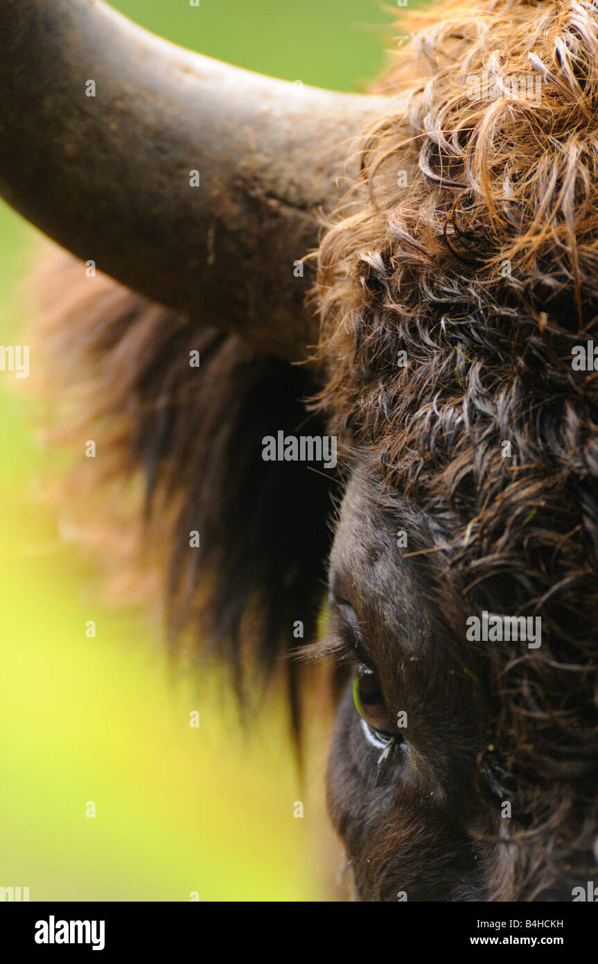 Close-up di bisonte europeo (Bison bonasus), Foresta Bavarese, Baviera, Germania Foto Stock