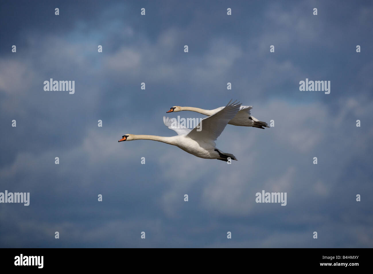 Cigni muti Cygnus olor in volo Foto Stock
