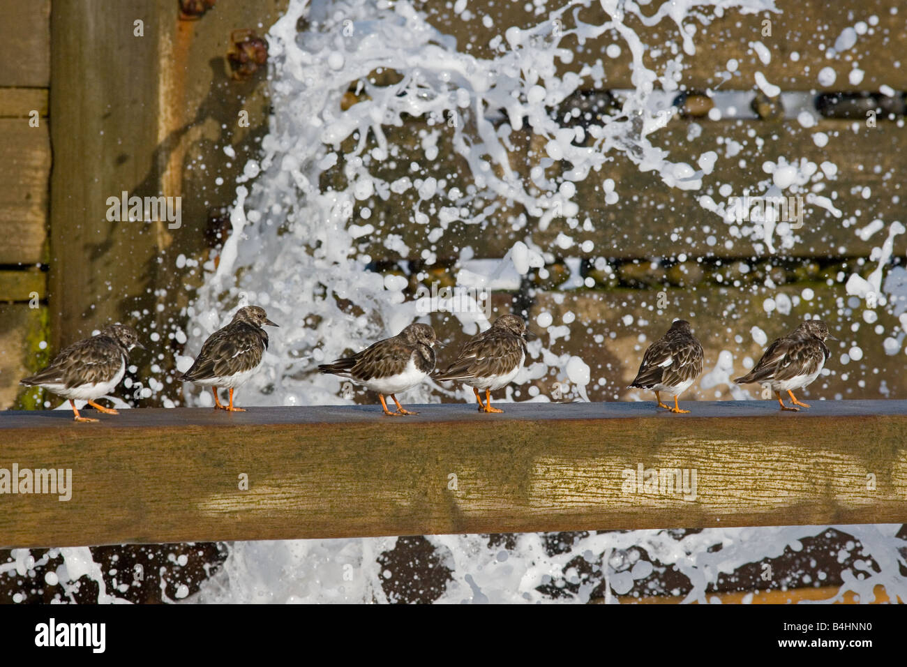 Turnstone Arenaria interpres catturato in grande onda Foto Stock