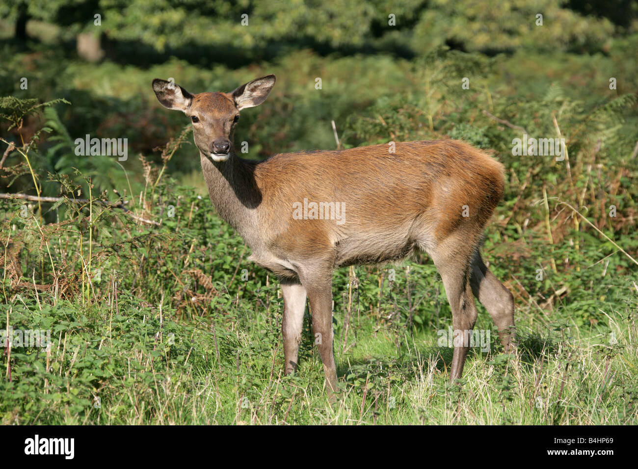 Giovani femmine rosso cervo Cervus elaphus Foto Stock