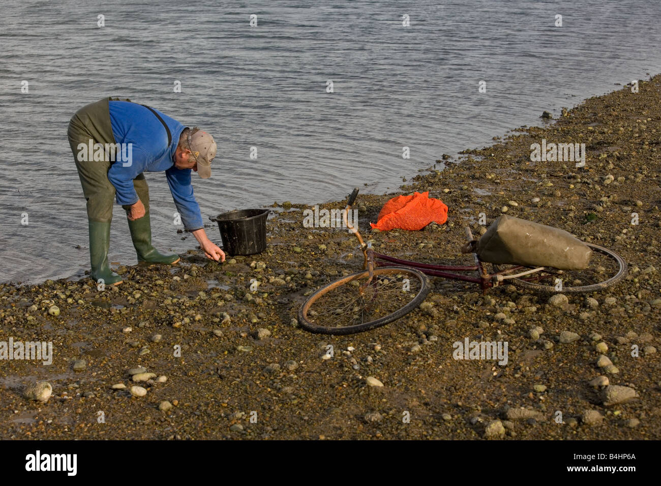 Le chiocciole di raccolta nel porto di Blakeney Norfolk Settembre Foto Stock