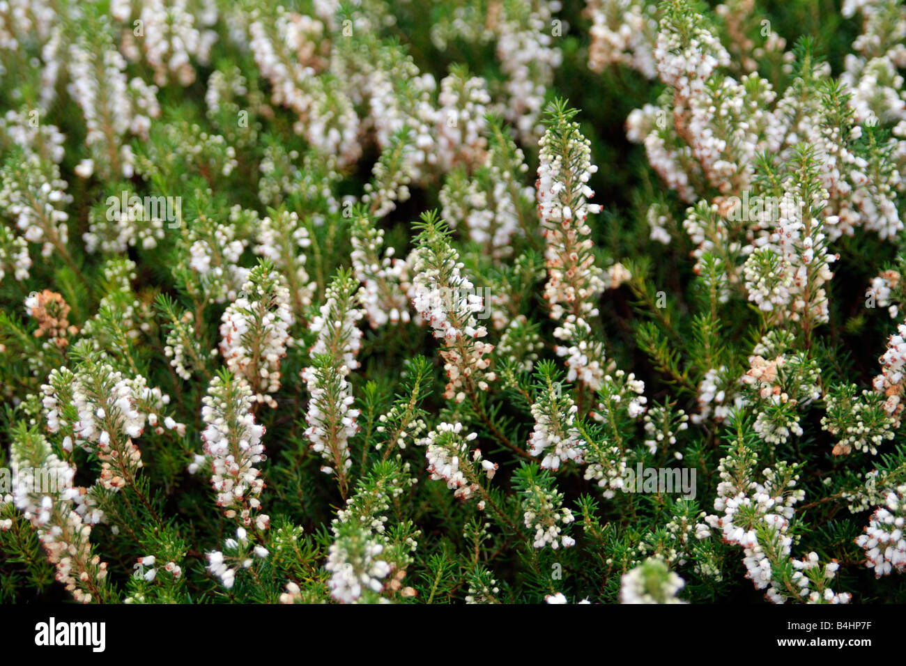 ERICA VAGANS CREMA Foto Stock