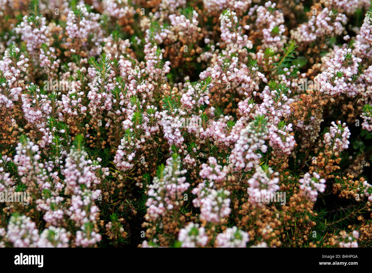 ERICA VAGANS GRANDIFLORA Foto Stock