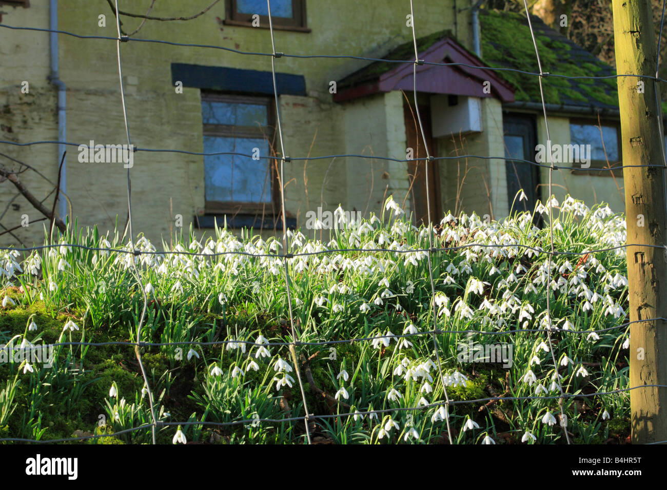 Naturalizzato Bucaneve (Galanthus nivalis) fioritura nel giardino di una casa abbandonata. Powys, Wales, Regno Unito. Foto Stock