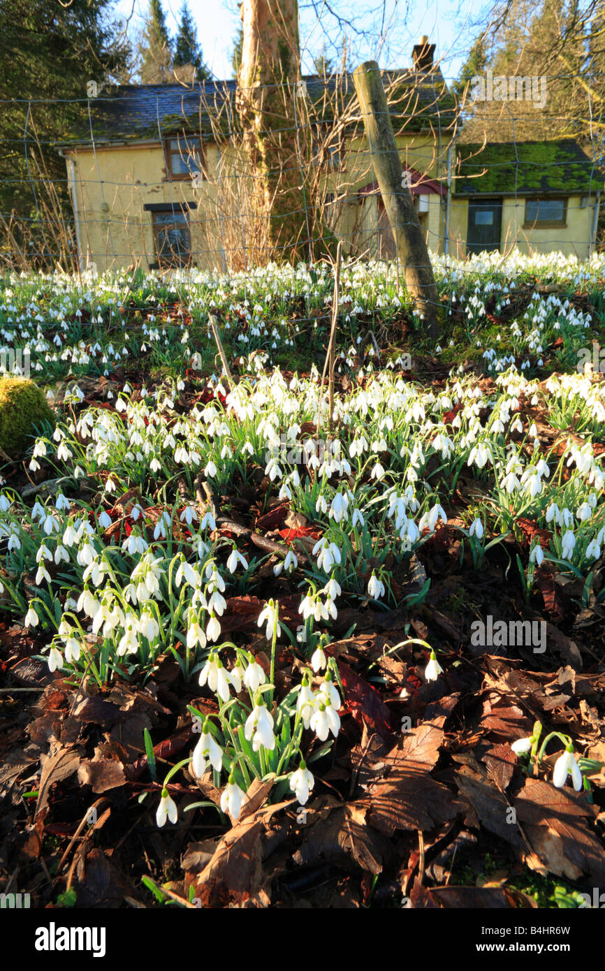 Naturalizzato Bucaneve (Galanthus nivalis) fioritura nel giardino di una casa abbandonata. Powys, Wales, Regno Unito. Foto Stock