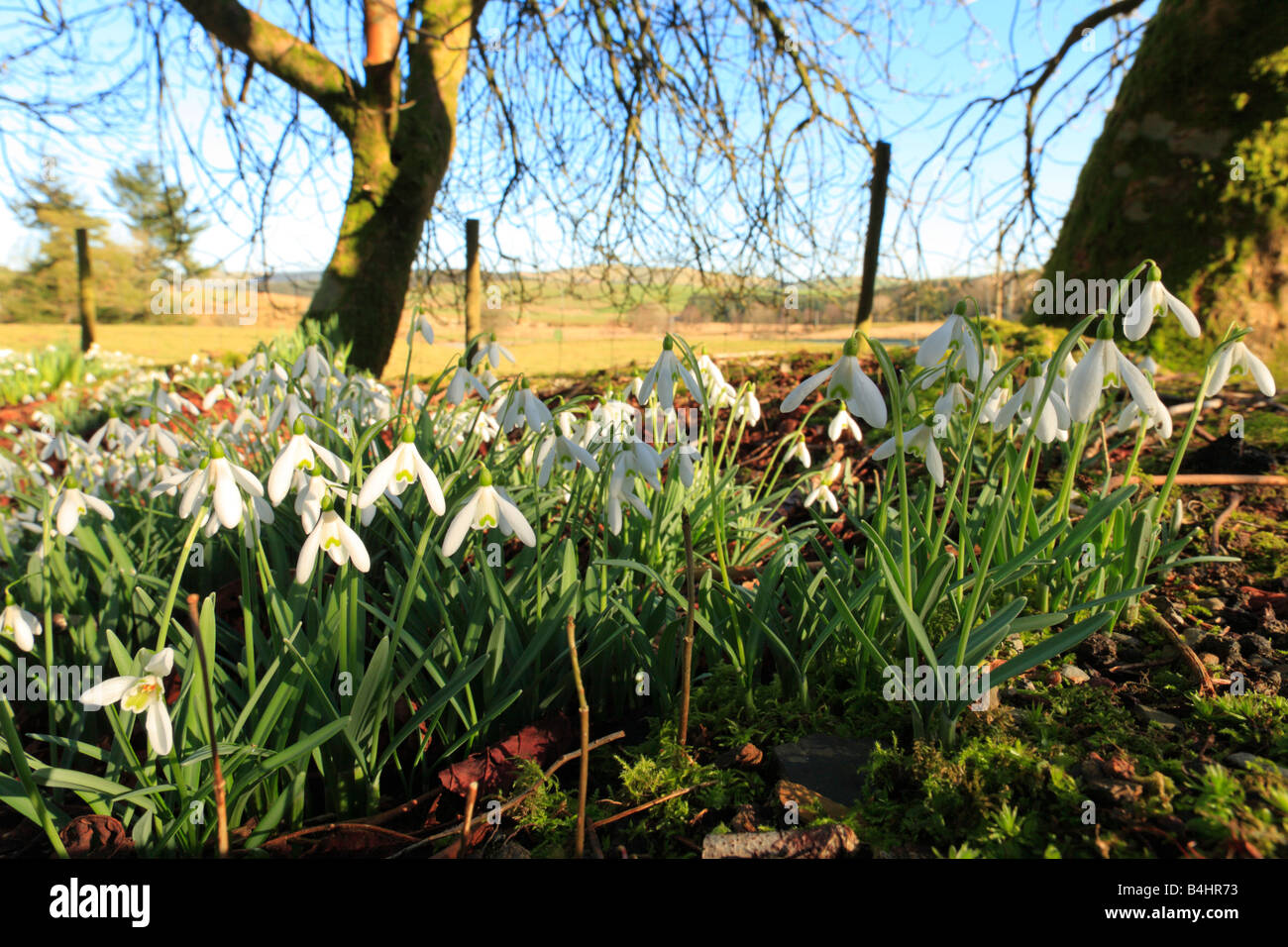 Naturalizzato Bucaneve (Galanthus nivalis) fioritura nel giardino di una casa abbandonata. Powys, Wales, Regno Unito. Foto Stock