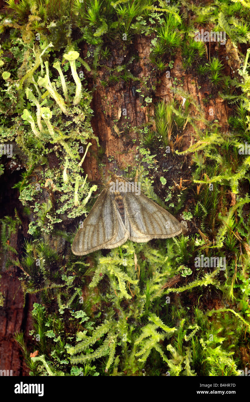 Maschio borchiati pallido bellezza tarma (Apocheima pilosaria) forma melanico f. monacharia, poggiante su un tronco di albero. Powys, Galles. Foto Stock