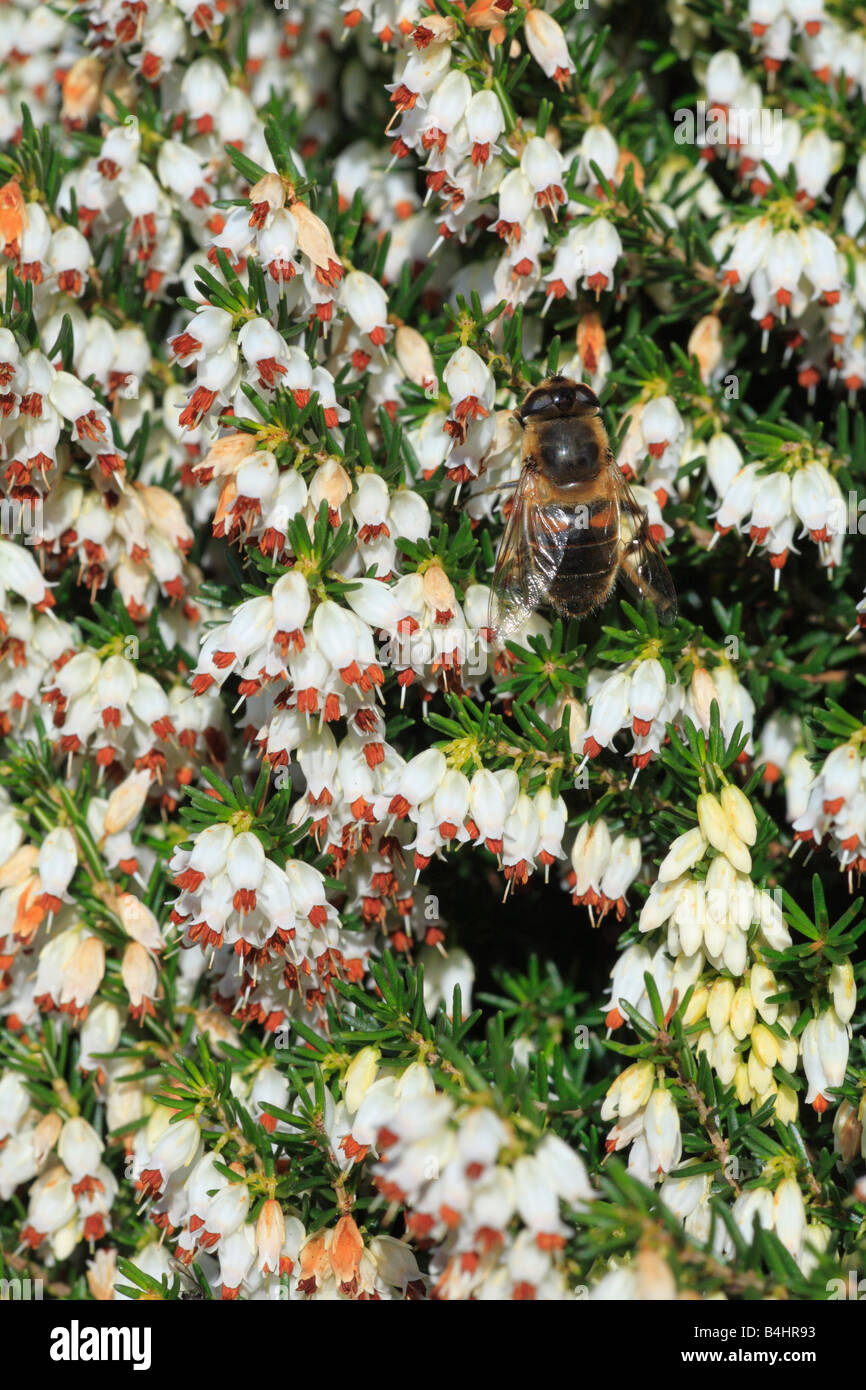 Drone Fly Hoverfly (Eristalis tenax) alimentazione su un giardino heather in primavera. Powys, Galles. Foto Stock