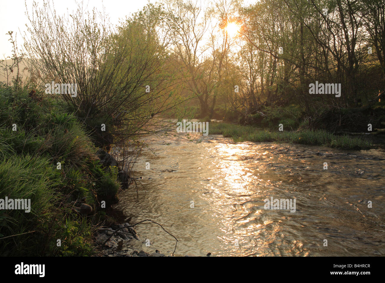 Il fiume Severn in primavera. Un tratto della parte superiore del fiume all'alba. Vicino a Llanidloes, POWYS, GALLES. Foto Stock