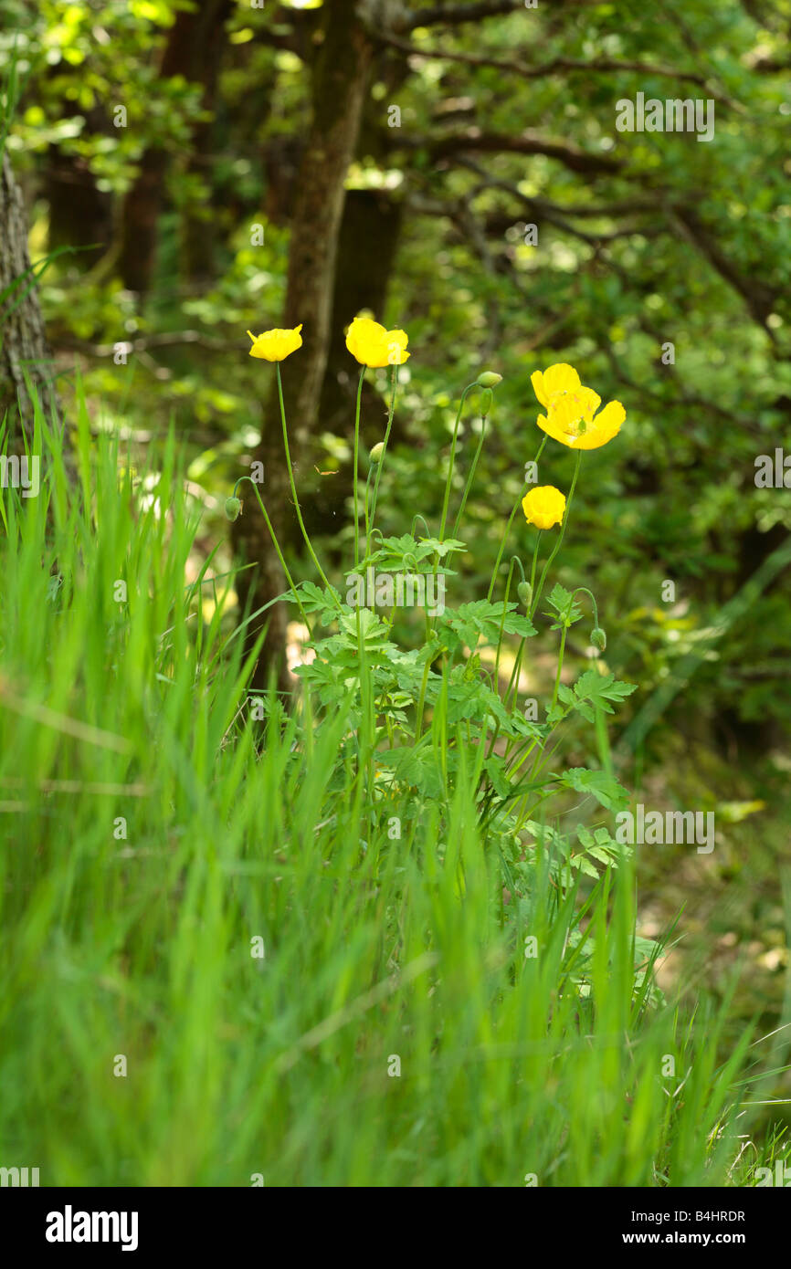Welsh Papaveri (Meconopsis cambrica) fioritura nel bosco di querce. Powys, Galles. Foto Stock