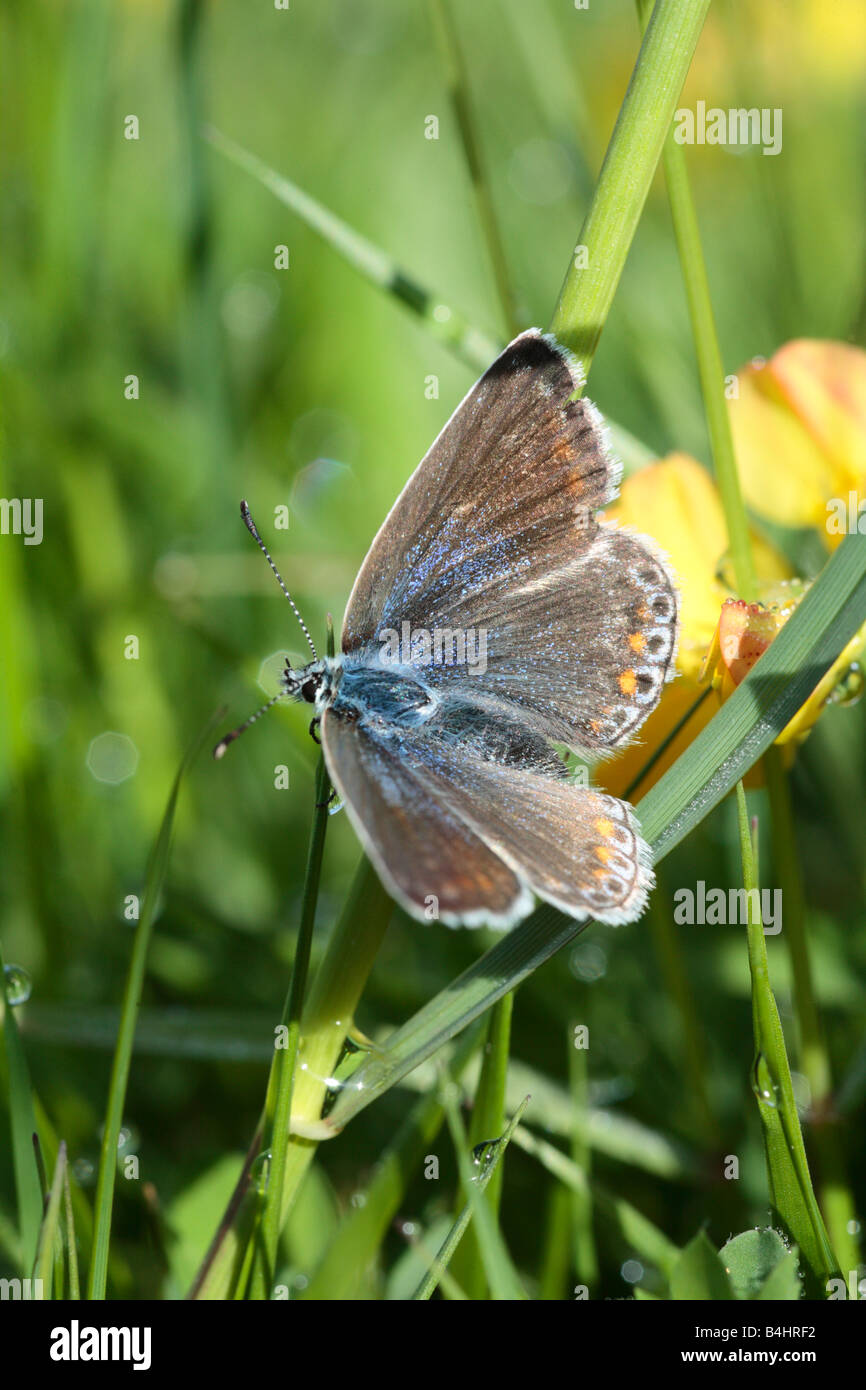 Comune Femmina Blue Butterfly (Polyommatus icarus) crogiolarsi in un prato. Powys, Wales, Regno Unito. Foto Stock